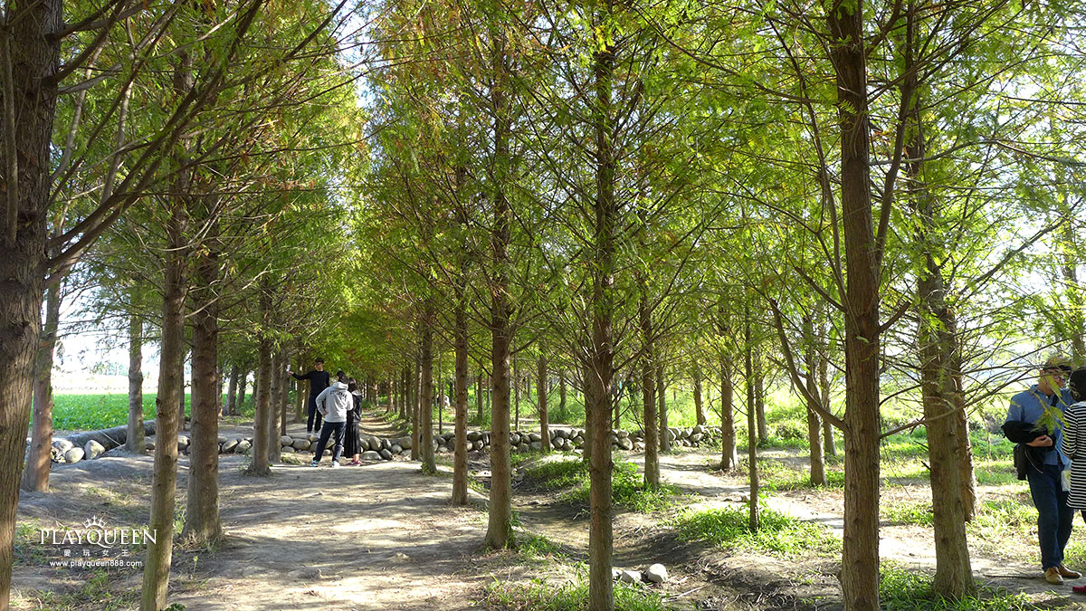北岸路落羽松