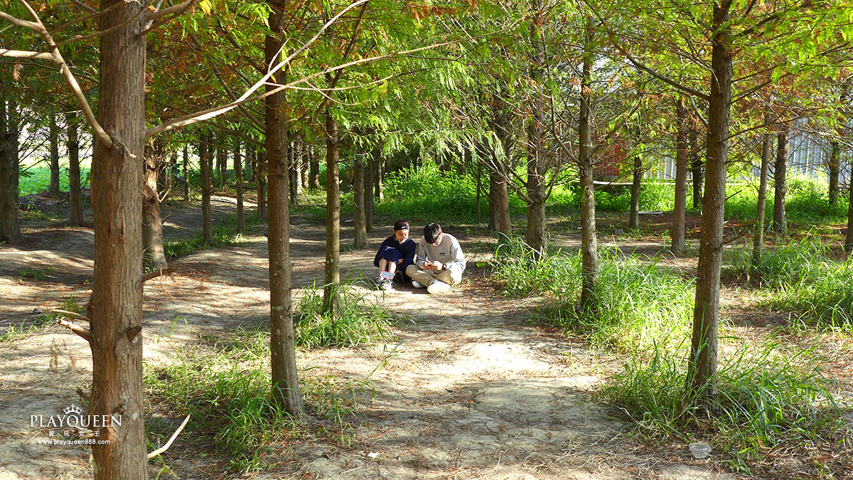 北岸路落羽松
