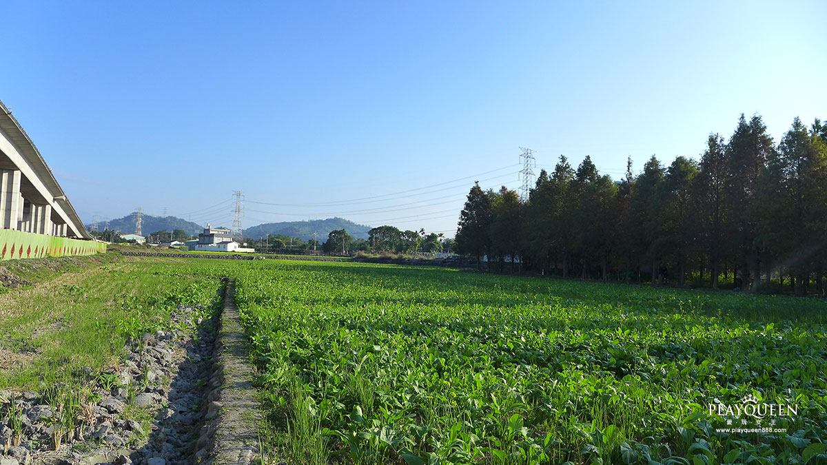 北岸路落羽松
