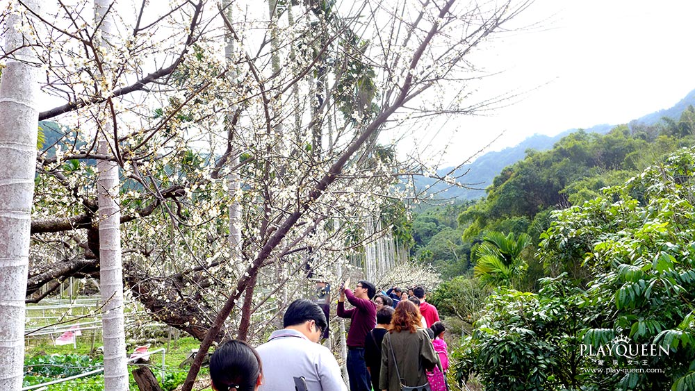 梅花隧道