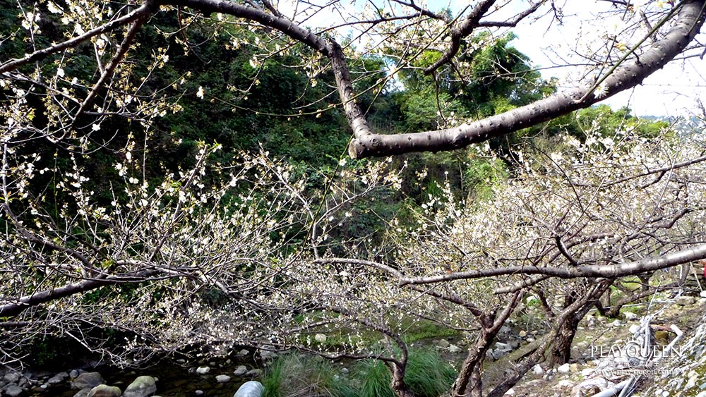 梅花隧道