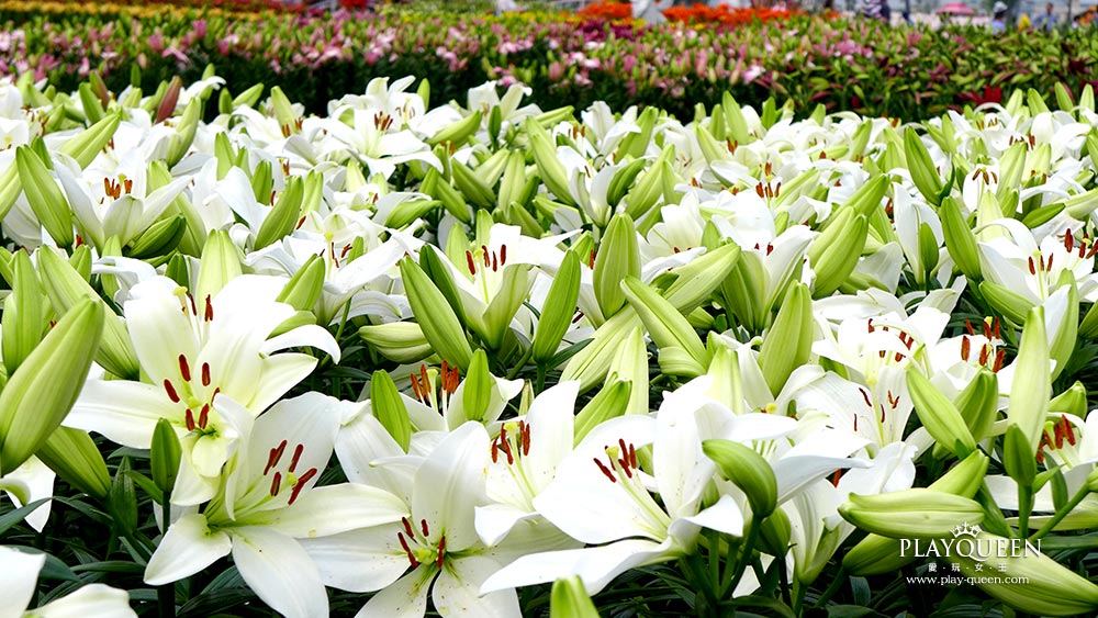 花海