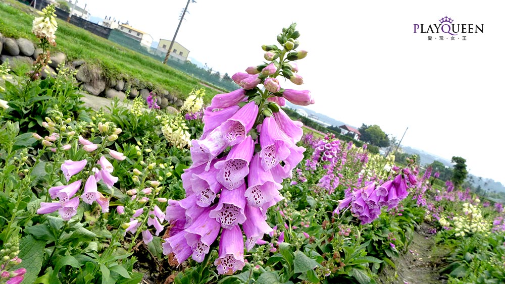 牽牛花