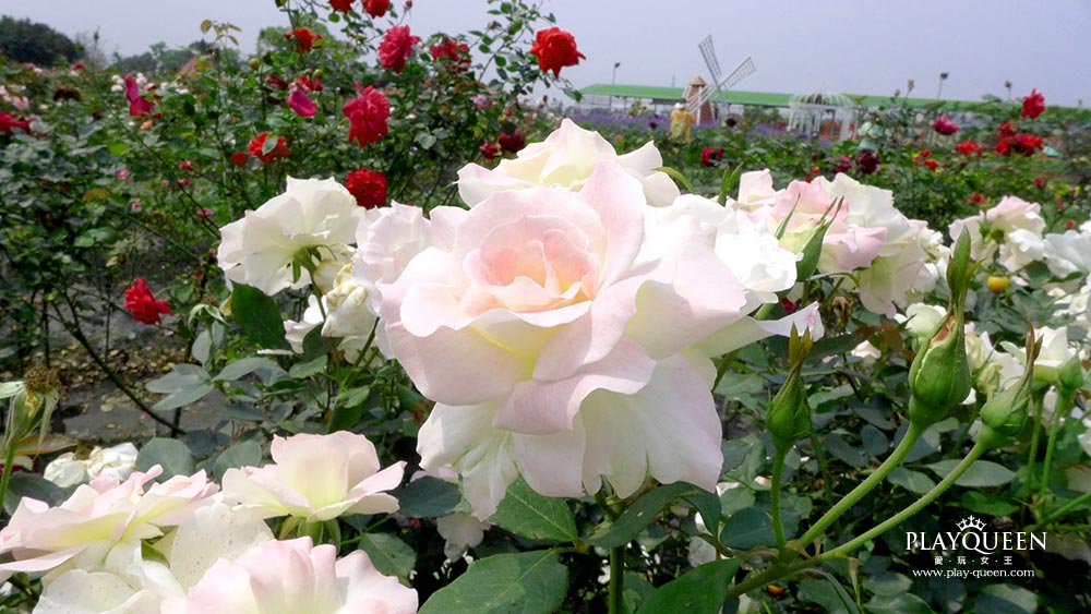 玫瑰花