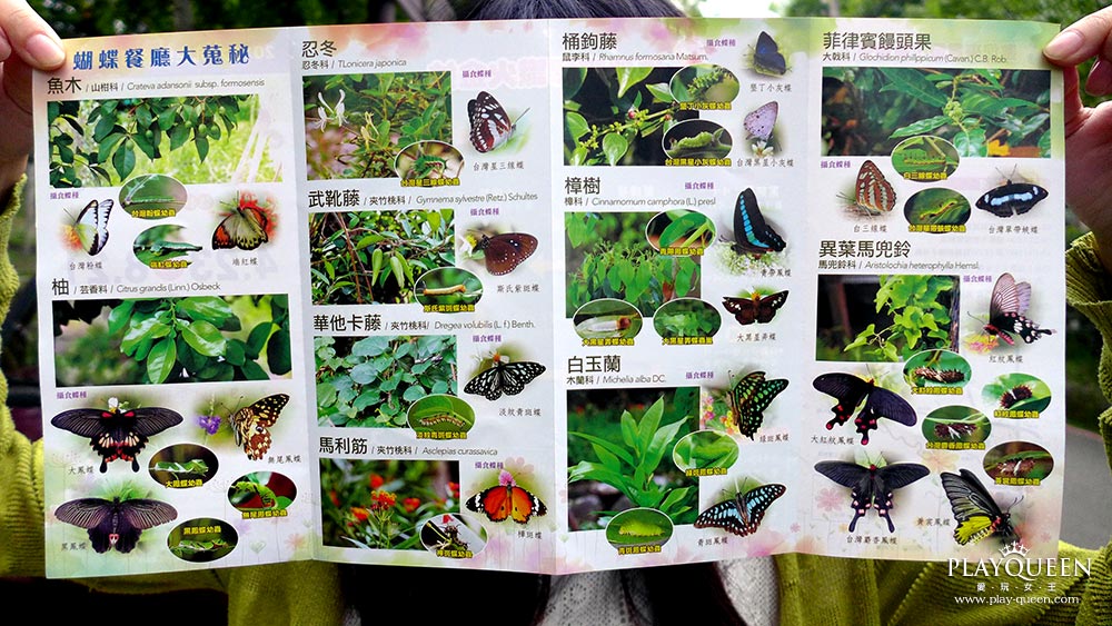 賞螢火蟲