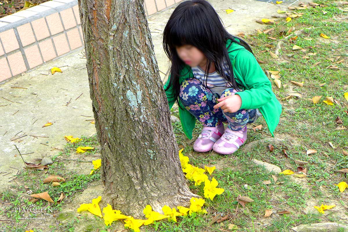 廍子公園，黃花風鈴木，黃金風鈴木
