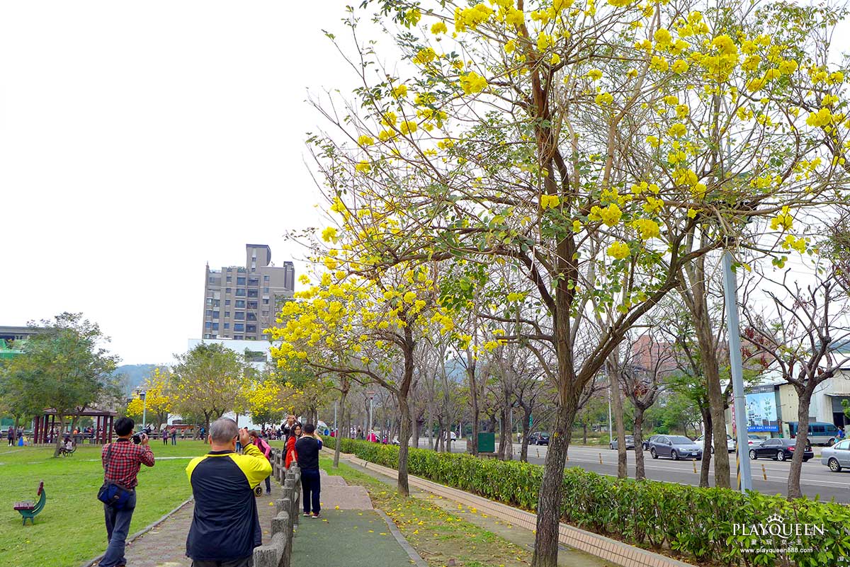 廍子公園，黃花風鈴木，黃金風鈴木