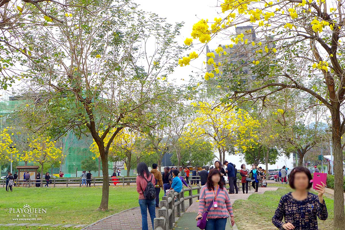 廍子公園，黃花風鈴木，黃金風鈴木
