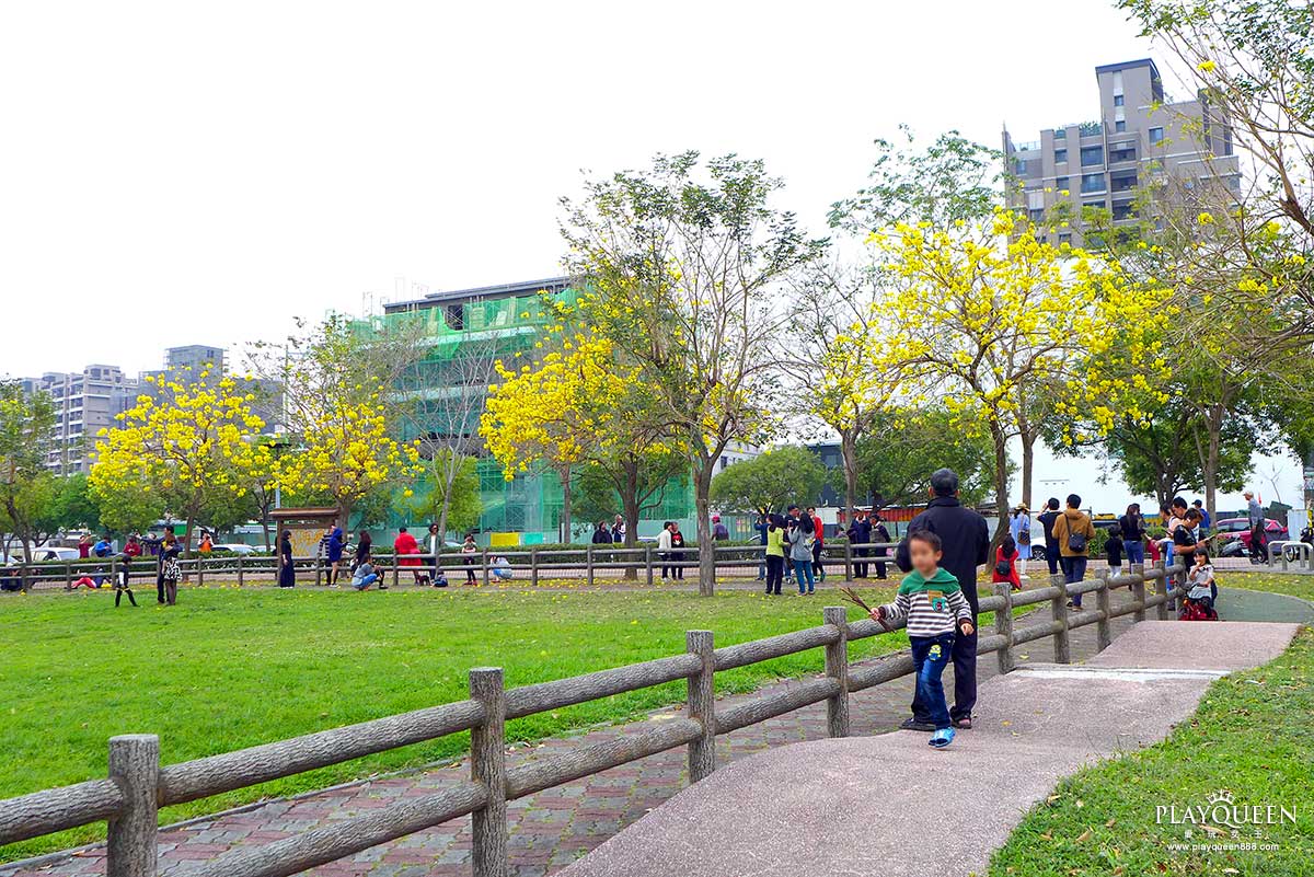 廍子公園，黃花風鈴木，黃金風鈴木