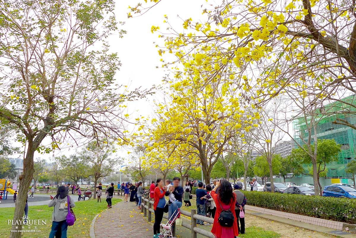 廍子公園，黃花風鈴木，黃金風鈴木
