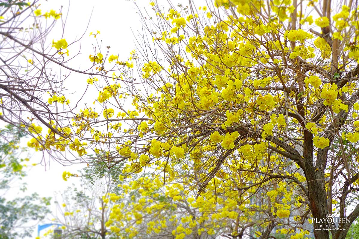 廍子公園，黃花風鈴木，黃金風鈴木