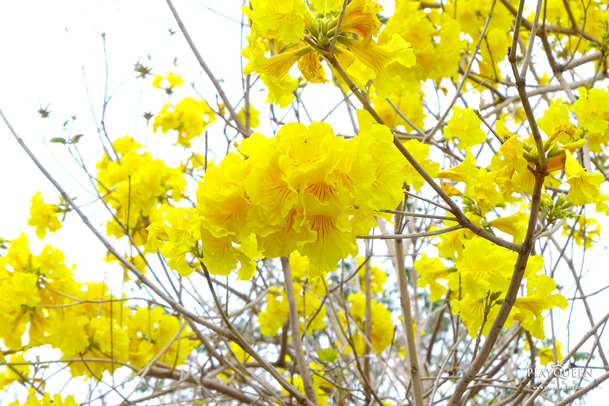 廍子公園，黃花風鈴木，黃金風鈴木