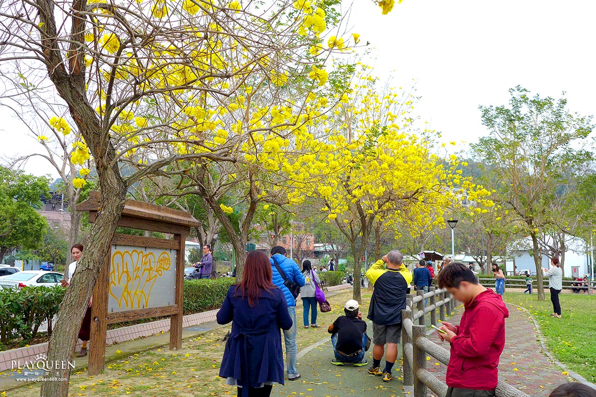 廍子公園，黃花風鈴木，黃金風鈴木