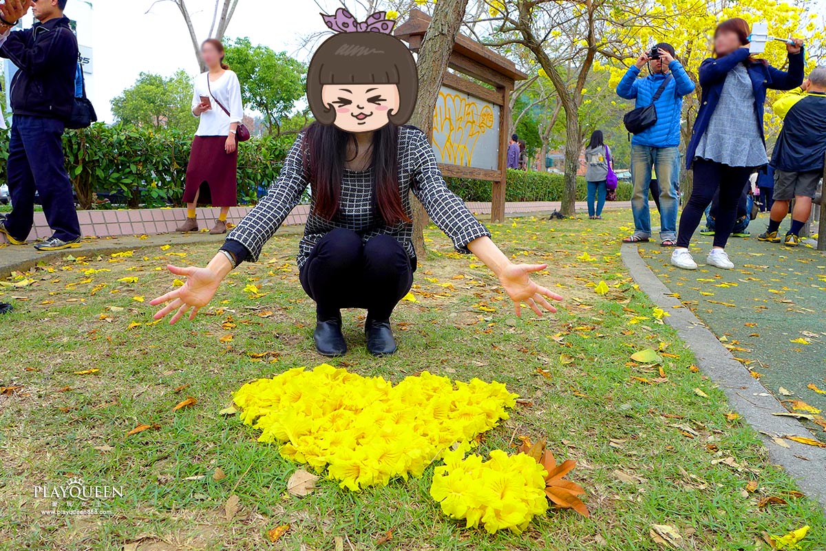 廍子公園，黃花風鈴木，黃金風鈴木