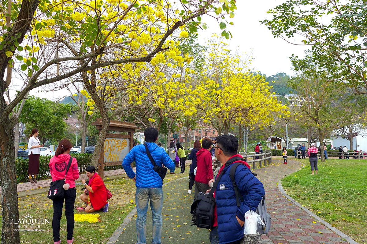 廍子公園，黃花風鈴木，黃金風鈴木