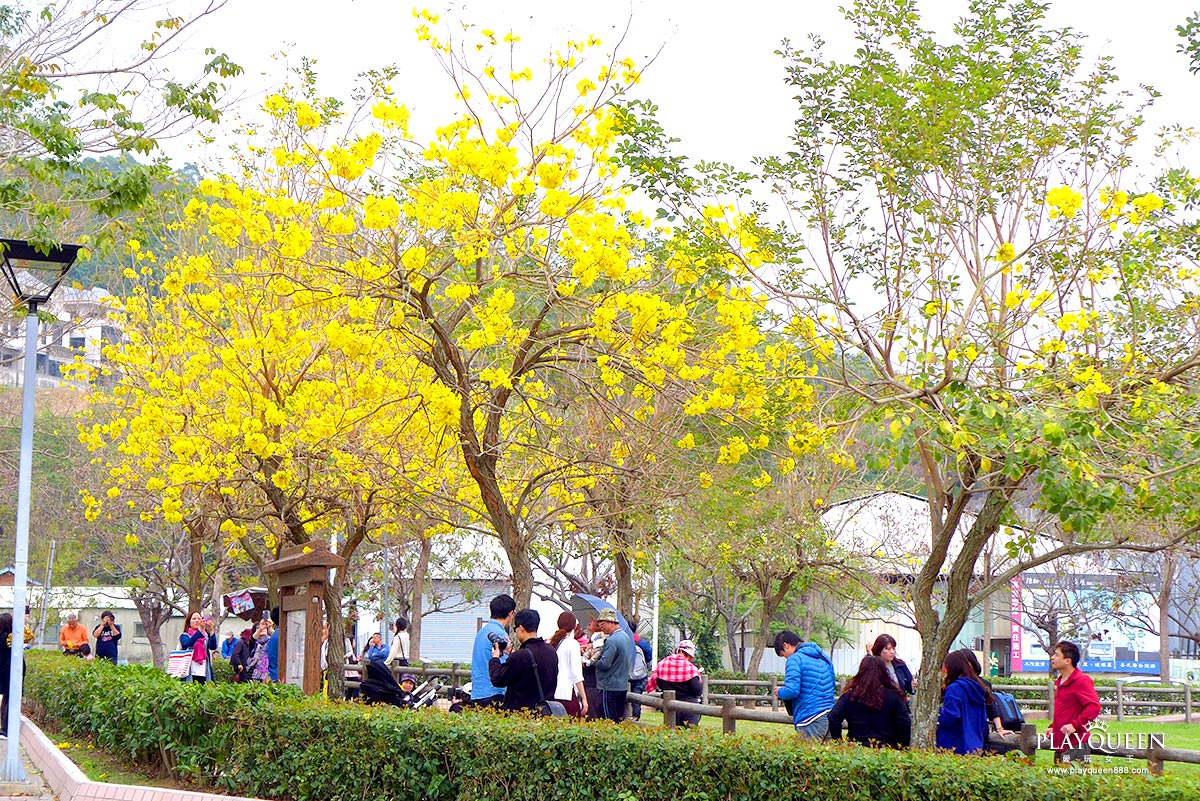 廍子公園，黃花風鈴木，黃金風鈴木