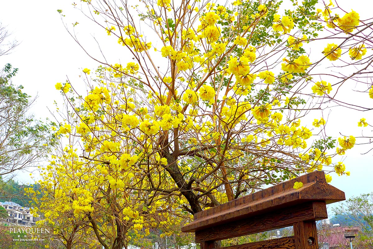 廍子公園，黃花風鈴木，黃金風鈴木