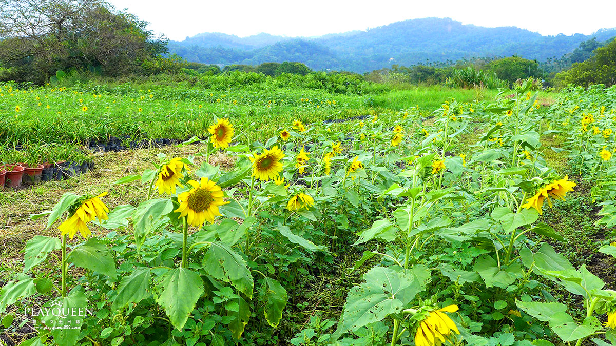 太陽花田