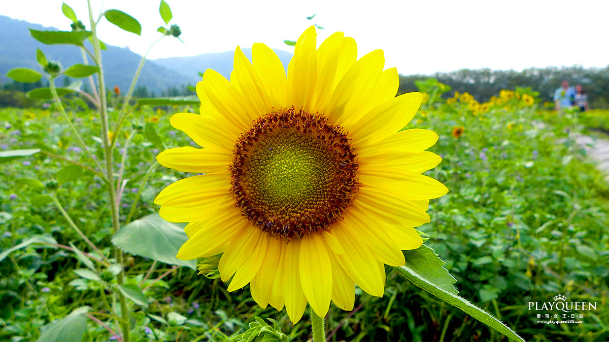 太陽花