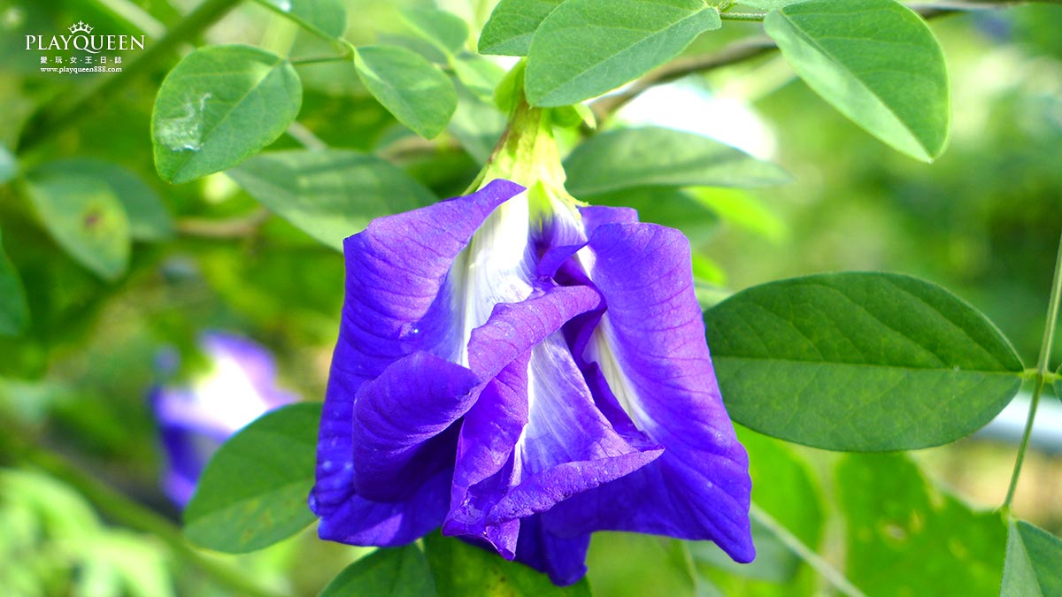 蝶豆花